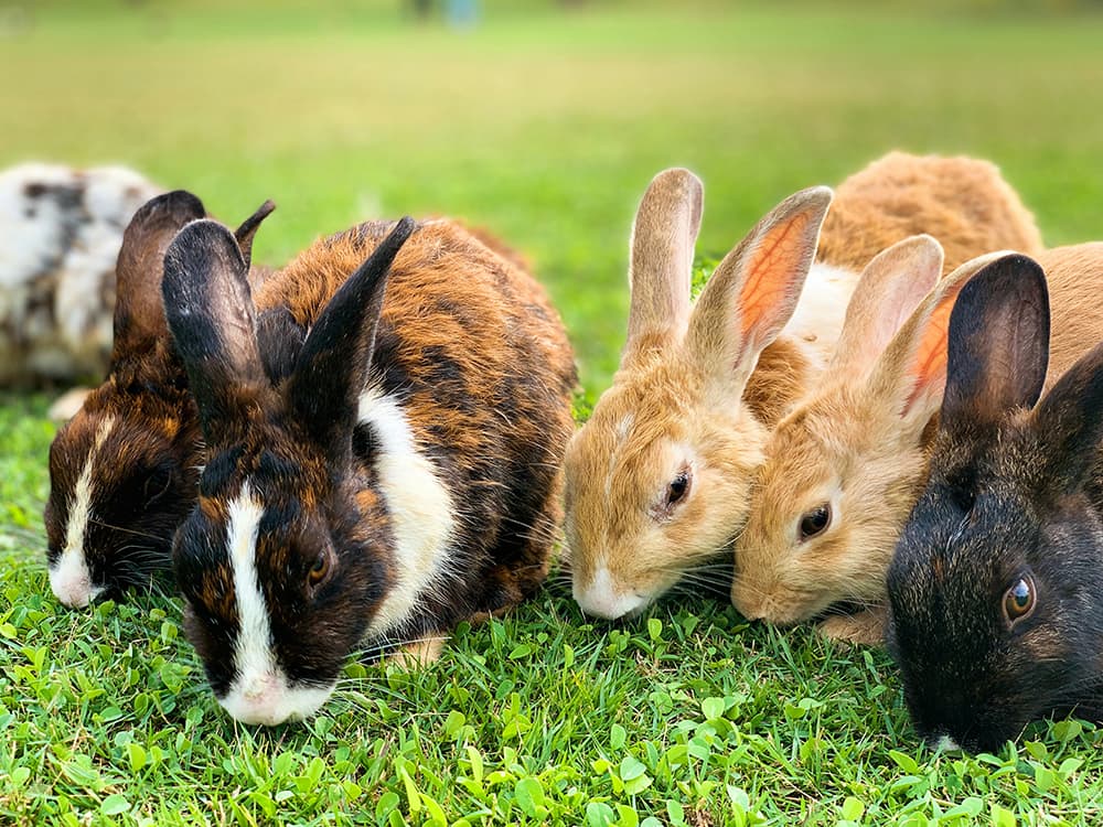 How to give a homeless pet the best forever home
