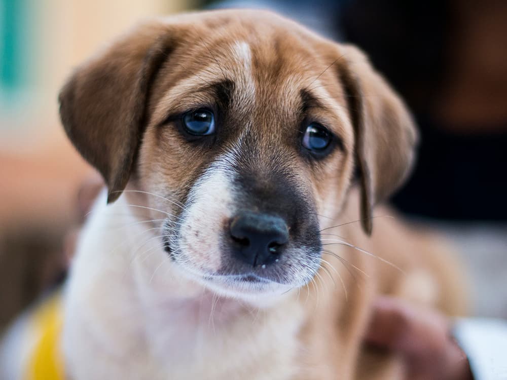 The rewarding journey of adopting a shelter animal