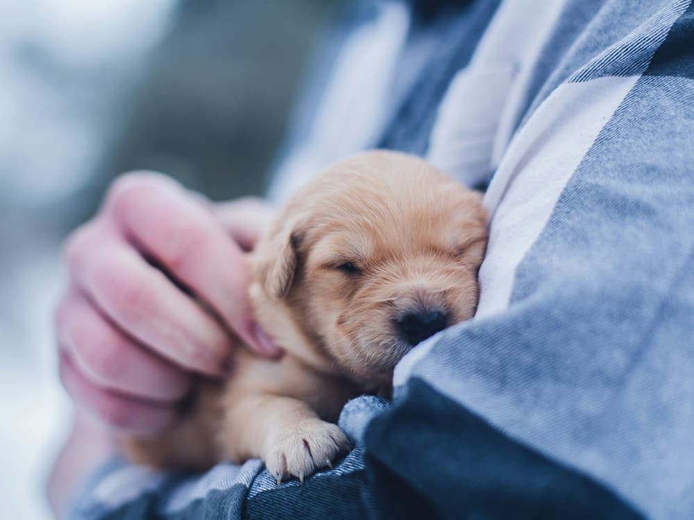 Discover the joy of adopting your new furry friend