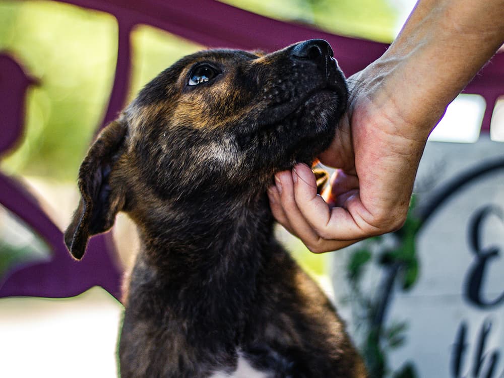 Bring your family closer together by adopting a pet