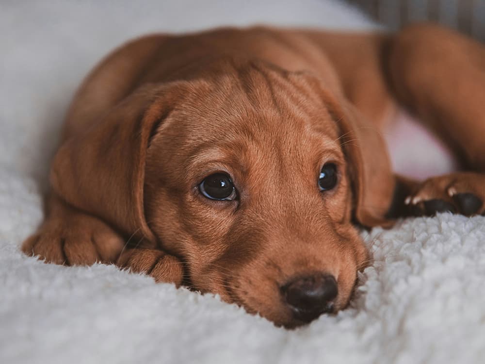 Why pet adoption is a so important in our community